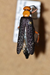 Lytta magister