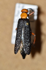 Lytta magister