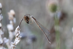 Common Winter Damselfly
