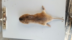 Geomys attwateri