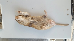 Geomys attwateri