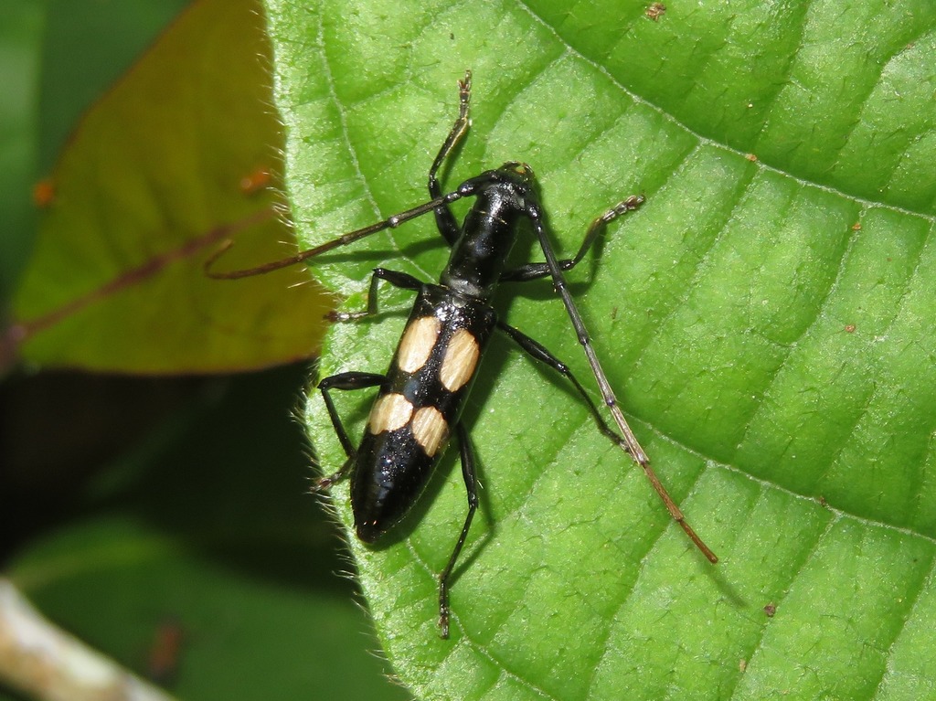 Thoracibidion striatocolle