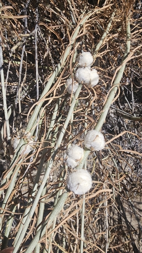 Unknown species found near Aztec, NM 87410, USA