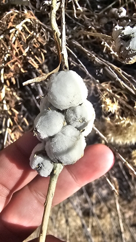 Unknown species found near Aztec, NM 87410, USA