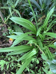 Agapanthus inapertus