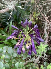 Agapanthus inapertus