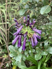 Agapanthus inapertus