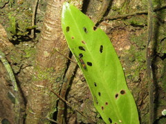 Sceloenopla vitticollis
