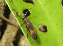 Sceloenopla vitticollis