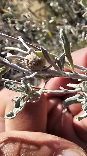 Unknown species found near Aztec, NM 87410, USA