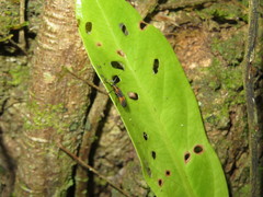 Sceloenopla vitticollis