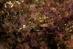 Alloclinus holderi