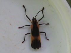 Sceloenopla vitticollis