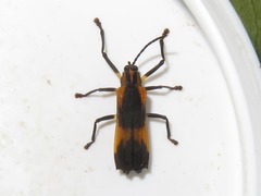 Sceloenopla vitticollis
