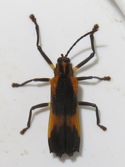 Sceloenopla vitticollis
