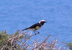Oenanthe cypriaca