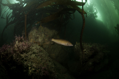 Halichoeres semicinctus