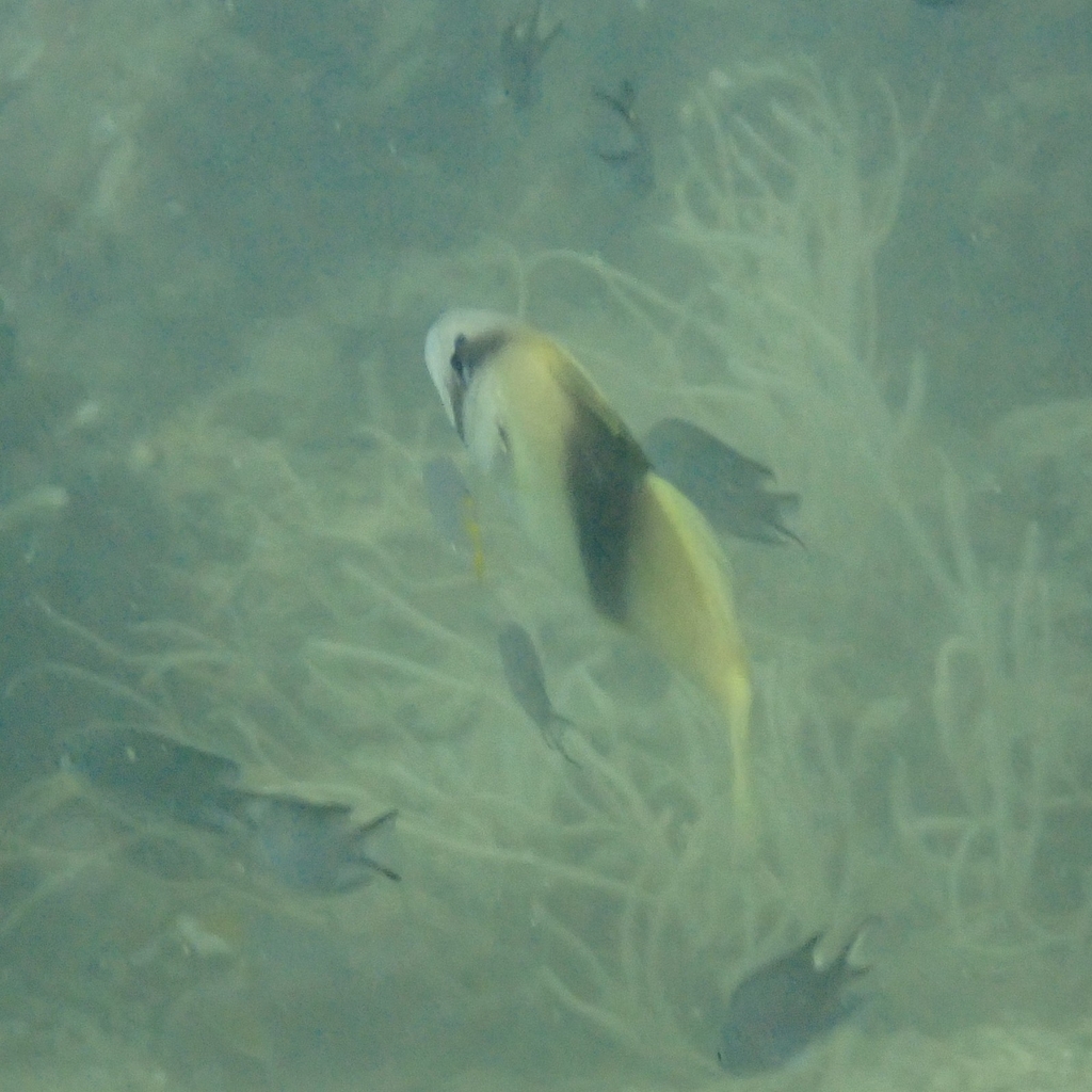 Barred soapfish