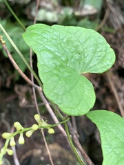 Dioscorea sylvatica