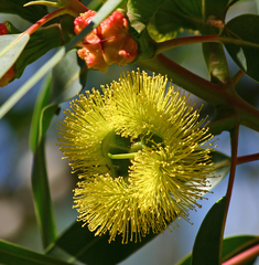 Eucalyptus erythrocorys