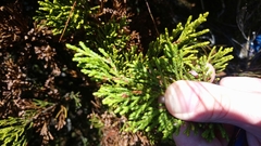 Halocarpus