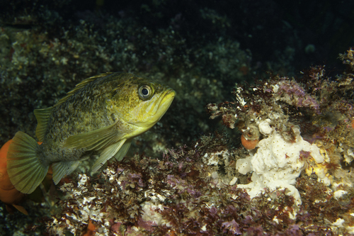 Kelp Rockfish