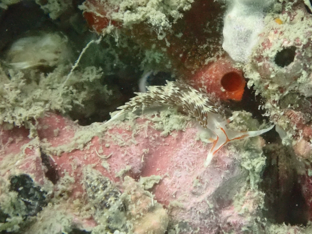 Military Tentacle Aeolid