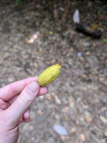Gabi Fig (Ficus pleurocarpa)