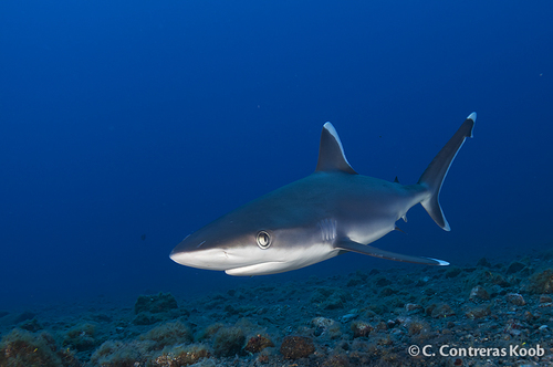 Silvertip shark (Carcharhinus albimarginatus) — Carcharhinidae — 2