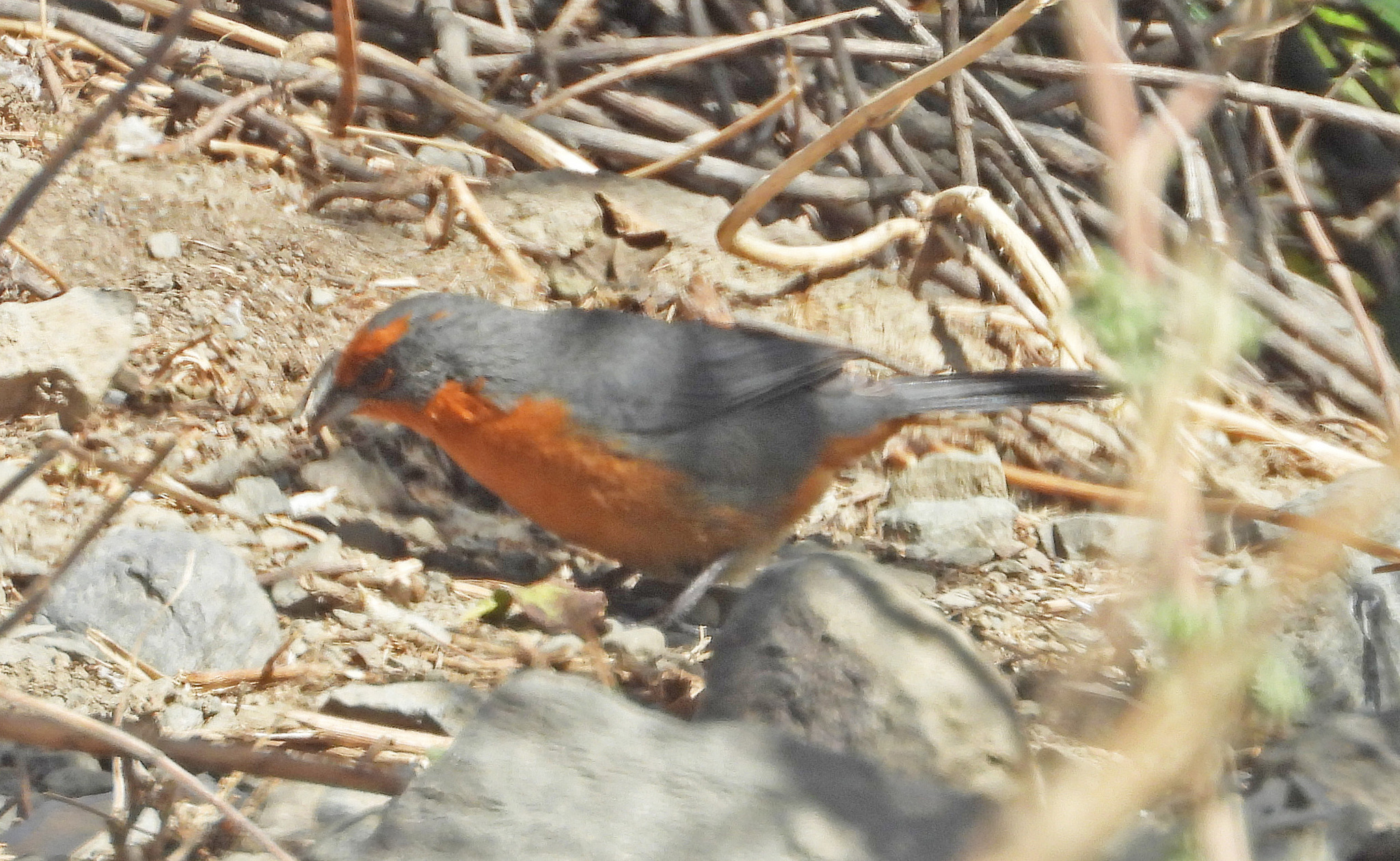 Cochabamba Mountain Finch (Poospiza garleppi), photo 10
