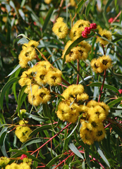 Eucalyptus erythrocorys