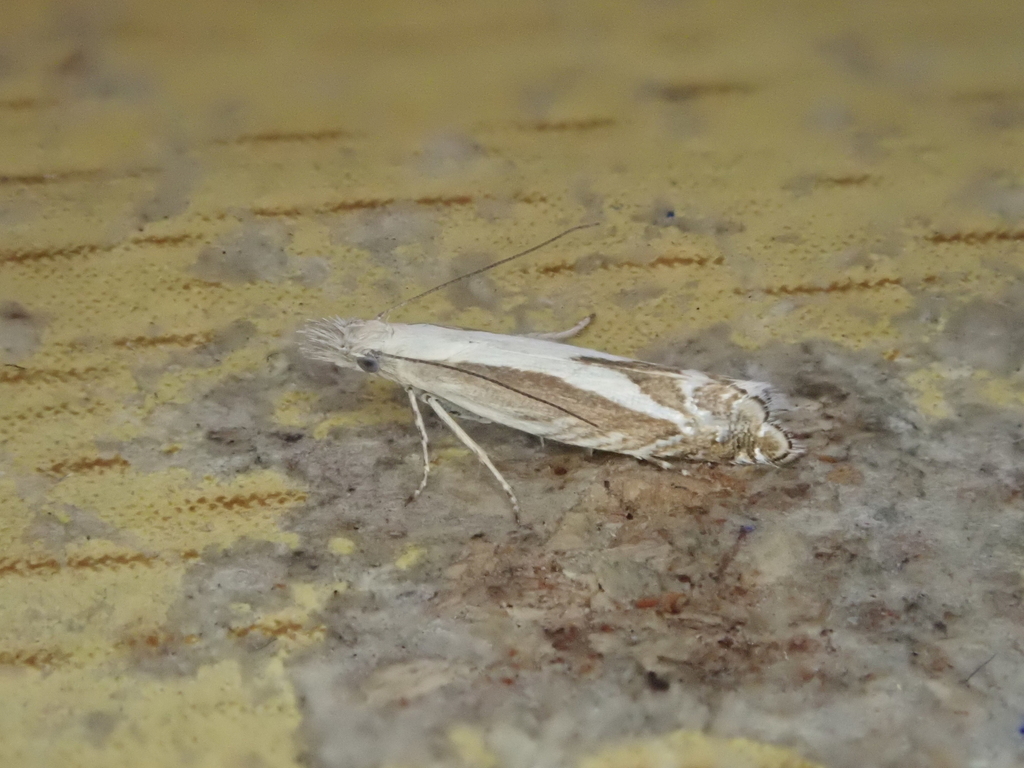 Glyphipterix oxymachaera