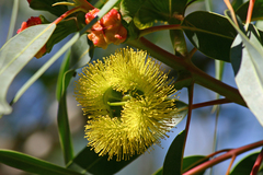 Eucalyptus erythrocorys