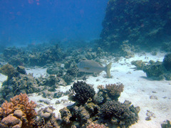 Lethrinus xanthochilus