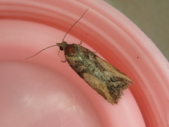 Harmologa scoliastis