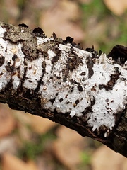 Fungi