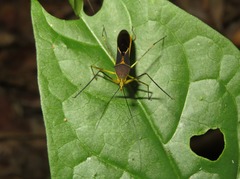 Zelus cordazulus