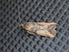 Harmologa scoliastis