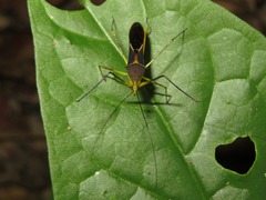 Zelus cordazulus