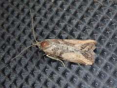 Harmologa scoliastis