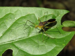 Zelus cordazulus