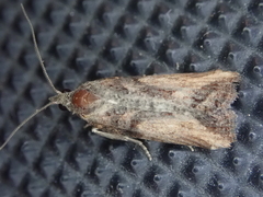 Harmologa scoliastis