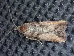 Harmologa scoliastis