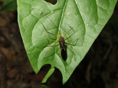 Zelus cordazulus