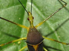 Zelus cordazulus