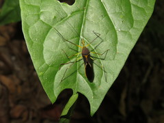Zelus cordazulus