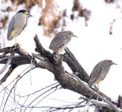 Nycticorax nycticorax
