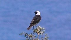 Oenanthe cypriaca