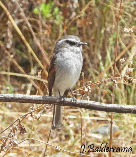 White-browed Chat-Tyrant (Ochthoeca leucophrys), photo 5