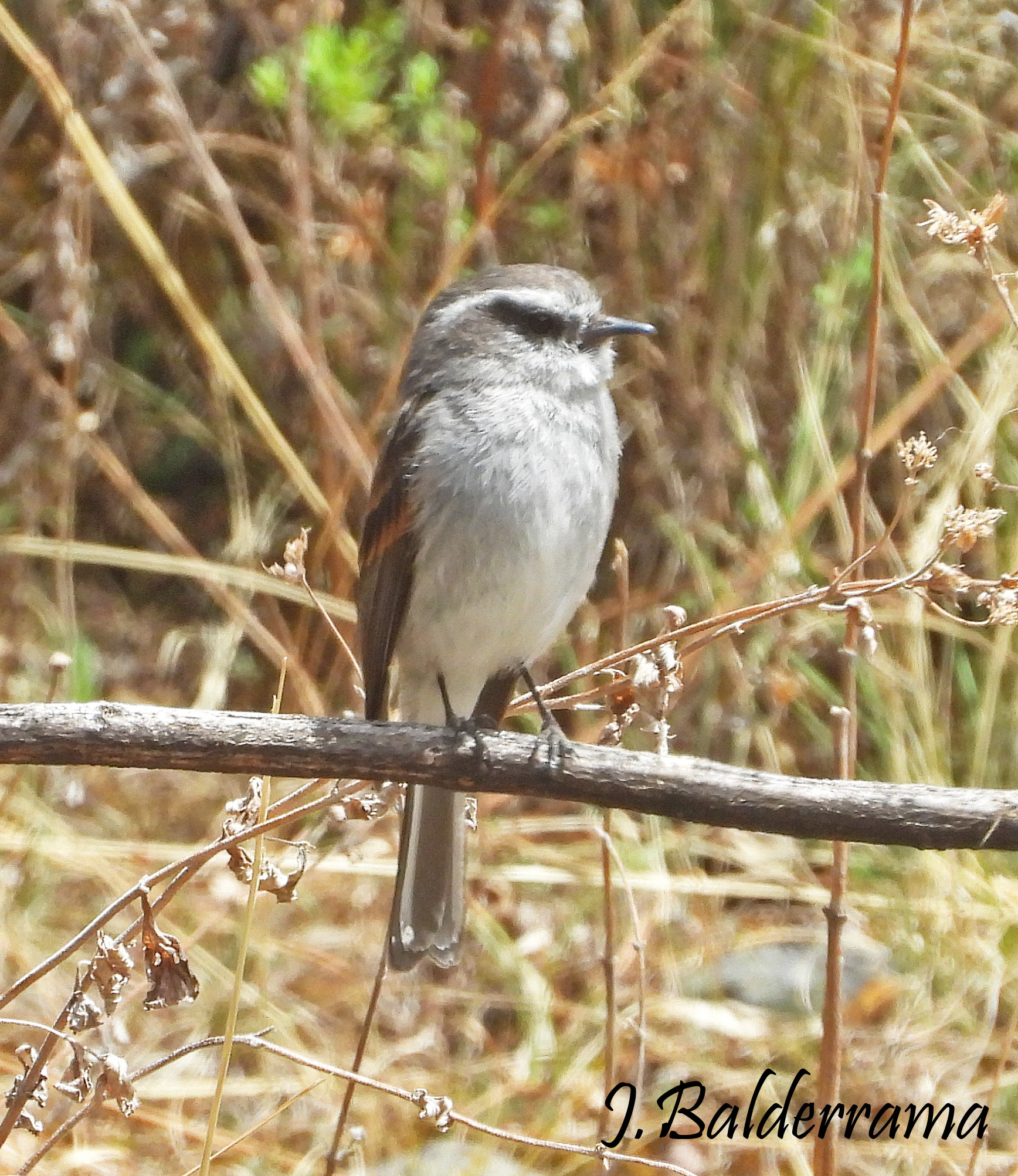 White-browed Chat-Tyrant (Ochthoeca leucophrys), photo 5